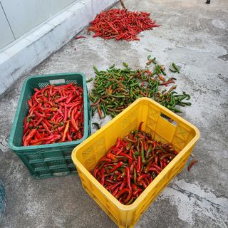 오케바리(옥경종)님의 고추 · 영농일지 작성글 사진