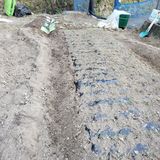 팜모닝 양파·영농일지 게시글 이미지