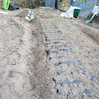 오케바리(옥경종)님의 양파 · 영농일지 작성글 사진