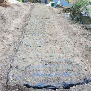 오케바리(옥경종)님의 양파 · 영농일지 작성글 사진