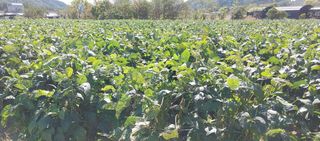 최용운님의 콩 · 자유게시판 작성글 사진