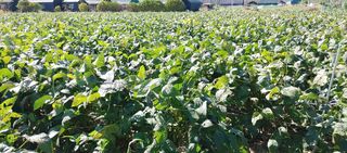 최용운님의 콩 · 자유게시판 작성글 사진