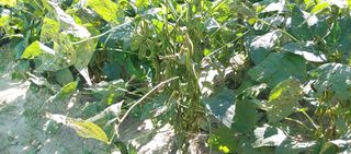 최용운님의 콩 · 자유게시판 작성글 사진