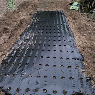 오케바리(옥경종)님의 양파 · 영농일지 작성글 사진