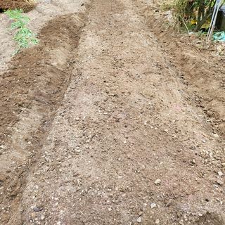 오케바리(옥경종)님의 양파 · 영농일지 작성글 사진