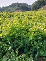 팜모닝 사과·영농일지 게시글 이미지