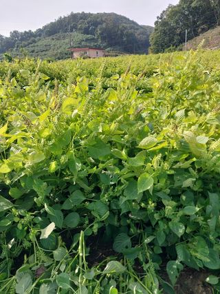 류남열님의 사과 · 영농일지 작성글 사진