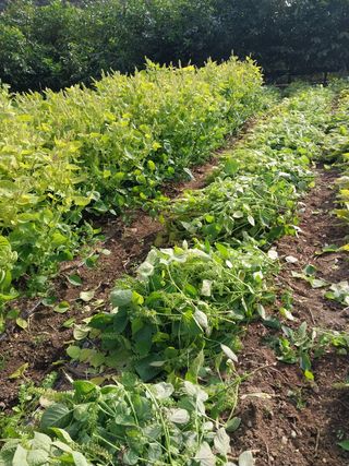 류남열님의 사과 · 영농일지 작성글 사진