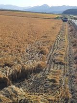 팜모닝 벼·자유게시판 게시글 이미지