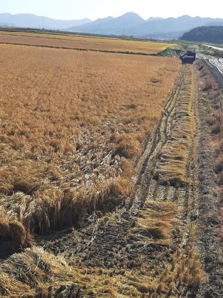 땅끝해남님의 벼 · 자유게시판 작성글 사진