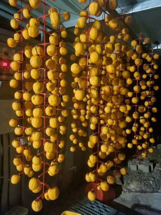 팜모닝회원 정정섭 님의 자유주제 · 자유게시판 작성글 사진