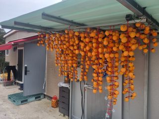 팜모닝회원 정정섭 님의 자유주제 · 자유게시판 작성글 사진