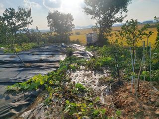 민들레 수연님의 벼 · 영농일지 작성글 사진