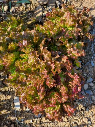 이상응님의 자유주제 · 자유게시판 작성글 사진