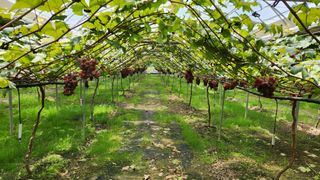도기백님의 요즘 뜨는 신품종은? 💬 · 참여글 작성글 사진