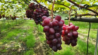 도기백님의 요즘 뜨는 신품종은? 💬 · 참여글 작성글 사진