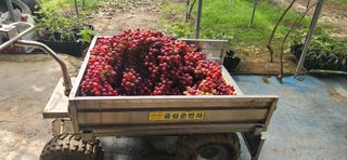 도기백님의 요즘 뜨는 신품종은? 💬 · 참여글 작성글 사진