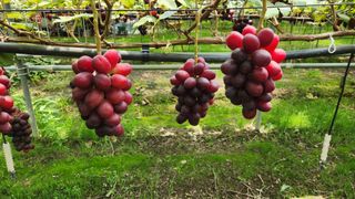 도기백님의 요즘 뜨는 신품종은? 💬 · 참여글 작성글 사진