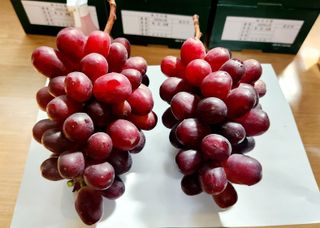 도기백님의 요즘 뜨는 신품종은? 💬 · 참여글 작성글 사진