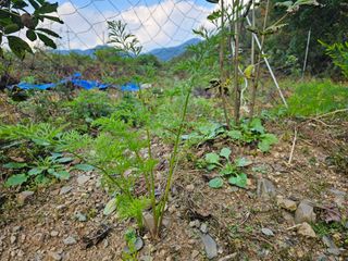 김윤숙님의 자유주제 · 자유게시판 작성글 사진