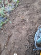 팜모닝 양배추·영농일지 게시글 이미지