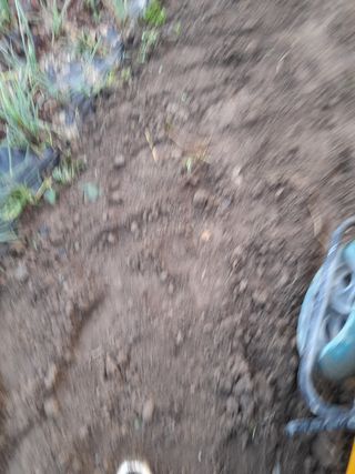 goldkim20님의 양배추 · 영농일지 작성글 사진