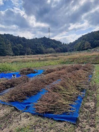 김영미님의 들깨 · 영농일지 작성글 사진