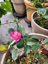 팜모닝 요즘 뜨는 신품종은? 💬·참여글 게시글 이미지