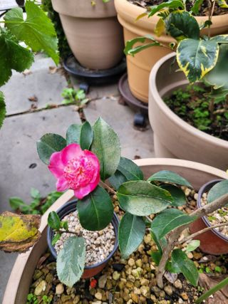 김유숙님의 요즘 뜨는 신품종은? 💬 · 참여글 작성글 사진