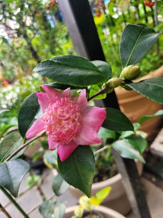 김유숙님의 요즘 뜨는 신품종은? 💬 · 참여글 작성글 사진