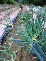 팜모닝 요즘 뜨는 신품종은? 💬·참여글 게시글 이미지