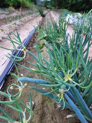 영동포도님의 요즘 뜨는 신품종은? 💬 · 참여글 작성글 사진