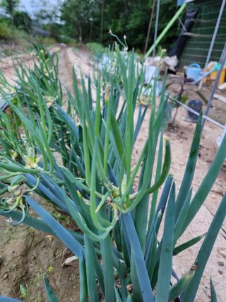 영동포도님의 요즘 뜨는 신품종은? 💬 · 참여글 작성글 사진