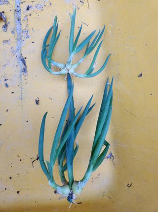 영동포도님의 요즘 뜨는 신품종은? 💬 · 참여글 작성글 사진