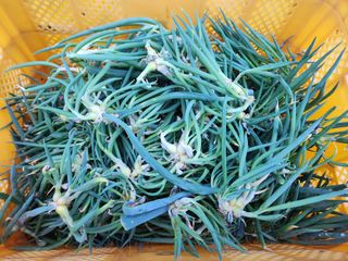 영동포도님의 요즘 뜨는 신품종은? 💬 · 참여글 작성글 사진