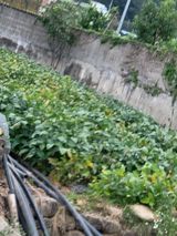 팜모닝 요즘 뜨는 신품종은? 💬·참여글 게시글 이미지