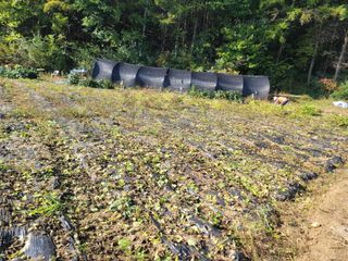 장기준님의 들깨 · 자유게시판 작성글 사진