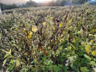 장기준님의 들깨 · 자유게시판 작성글 사진