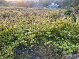 장기준님의 들깨 · 자유게시판 작성글 사진