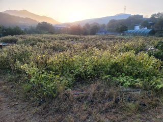 장기준님의 들깨 · 자유게시판 작성글 사진