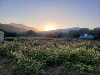 장기준님의 들깨 · 자유게시판 작성글 사진