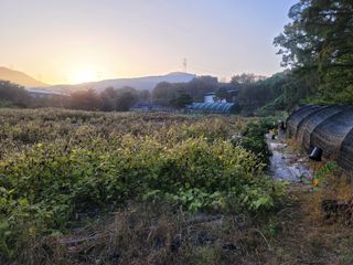 장기준님의 들깨 · 자유게시판 작성글 사진