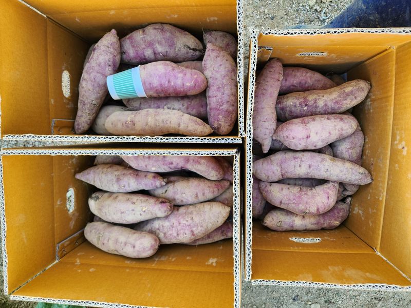 금제섭님의 장터 판매 상품 [꿀고구마 10kg] 첨부 사진