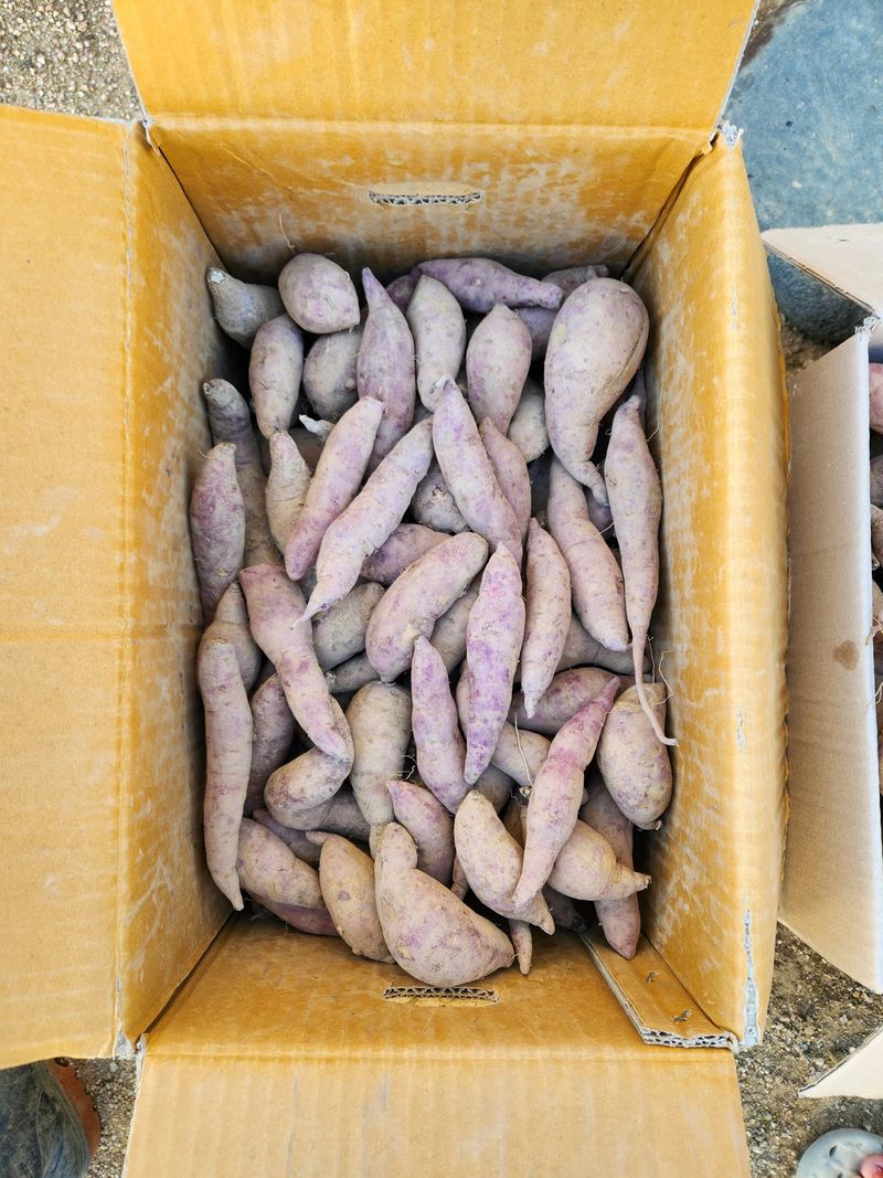 금제섭님의 장터 판매 상품 [꿀고구마 10kg] 첨부 사진