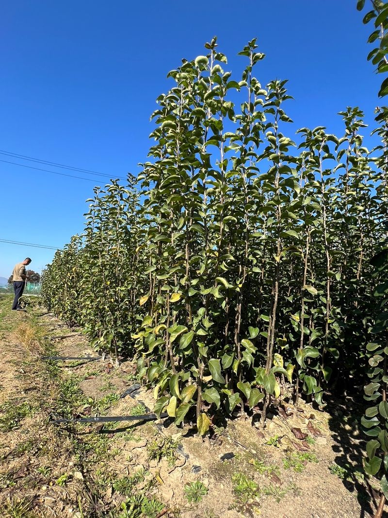 일심묘목농원님의 장터 판매 상품 [화산 배나무 접목1년생 묘목] 첨부 사진