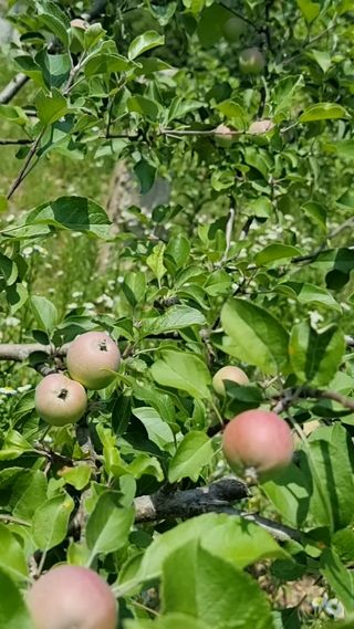 백우현님의 들깨 · 자유게시판 작성글 사진