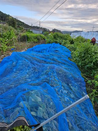 장송녀약초사랑농삿꾼님의 요즘 뜨는 신품종은? 💬 · 참여글 작성글 사진