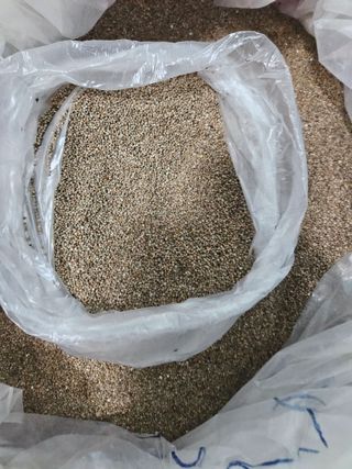 장송녀약초사랑농삿꾼님의 요즘 뜨는 신품종은? 💬 · 참여글 작성글 사진