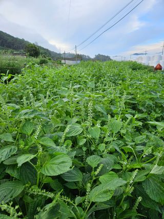 장송녀약초사랑농삿꾼님의 요즘 뜨는 신품종은? 💬 · 참여글 작성글 사진