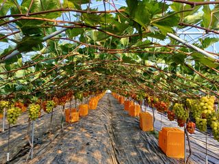 비옥토님의 자유주제 · 자유게시판 작성글 사진